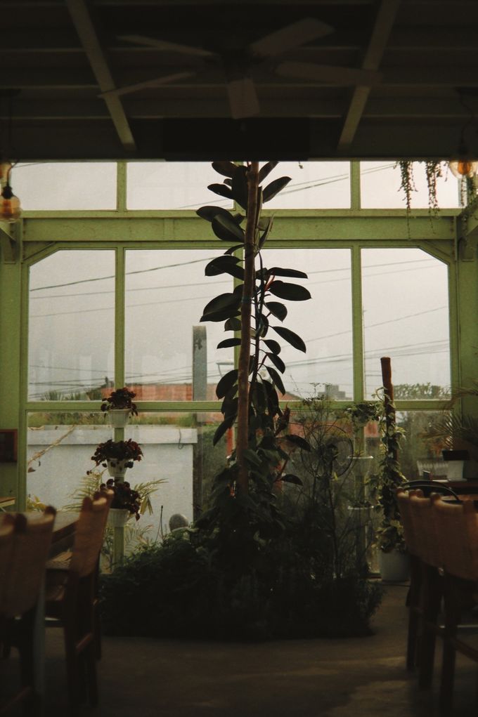 Tall fig plant inside a glass-walled dining room
