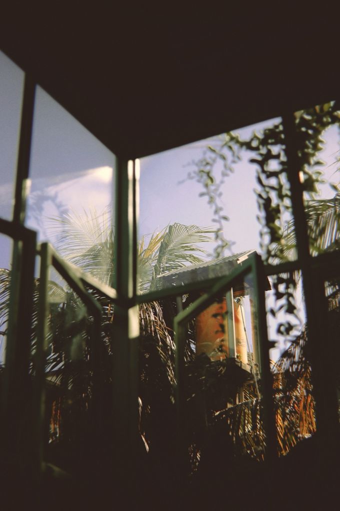 Window frame and palm leaves silhouetted at dusk